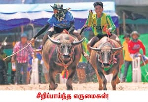 தாய்லாந்தின் சோன்புரியில் ஆண்டுதோறும் நடைபெறும் எருமை ...