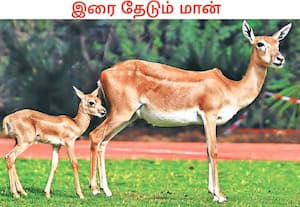 சென்னை ஐஐடி வளாகத்தில் புதிதாக பிறந்த தன் குட்டியுடன் இரை தேடி சுற்றித் ...