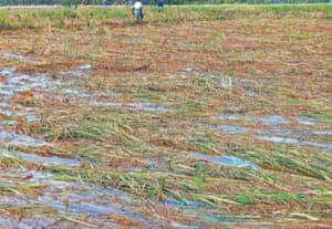  தஞ்சாவூர் மாவட்டத்தில் பெய்து வரும் மழையால், அறுவடைக்கு தயாரான குறுவை ...