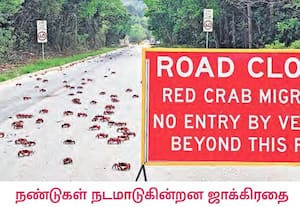 ஆஸ்திரேலியாவின் பசுமை நிறைந்த கிறிஸ்துமஸ் தீவின் அடர்ந்த காடுகளில், ...