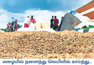 மழையில் நனைந்த அறுவடை நெல்லை, நுகர்பொருள் வாணிப கழகத்தினர் வாங்க ...