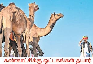 ராஜஸ்தானின் அஜ்மீரில் ஒட்டக கண்காட்சி விரைவில் நடக்க உள்ளது. இதற்காக ...