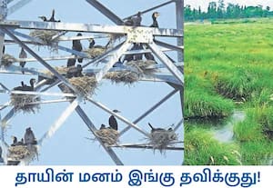 காஞ்சி, கோவிந்தவாடி ஏரி நிரம்பியதால், நாணல் புற்கள் மூழ்கியது. உயர்மின் ...