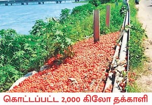 ஒரு கிலோ தக்காளி விலை 15 ரூபாய்க்கும் கீழே சென்றதால், விரக்தியில் ...