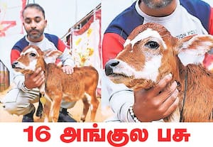 ராஜஸ்தானின் அஜ்மீர் மாவட்டத்தில் கண்காட்சிக்கு அழைத்து வரப்பட்ட 16 ...