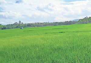 கடவுளின் தேசத்தில் கண்களுக்கு பசுமை தரும் வயல்வெளி, மிதமான மழையால் நெல் ...