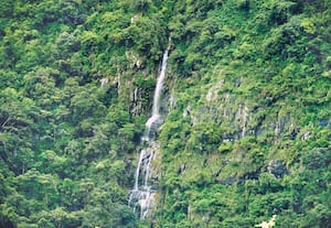 நீலகிரி மாவட்டத்தில் கனமழைக்கு பிறகு பசுமைக்கு மாறிய வனம் சூழ்ந்த, ...