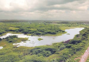 கிணத்துக்கடவு அருகே கோதவாடி குளத்தில் சீமை கருவேல மரங்களுக்கு இடையே ...