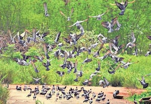 மழை பெய்து ஓய்ந்த நிலையில், மகிழ்ச்சியில் சிறகு விரிக்கும் புறாக்கள். ...