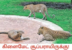சிறு மழை, காற்று என்று காலநிலை பிரமாதமாக இருக்கும் போது மனிதர்களுக்கு ...