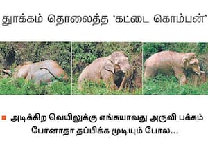 கூடலூர் கொளப்பள்ளி சின்ன ஆனைப்பள்ளம் டான் டீ தொழிலாளர்கள் ...