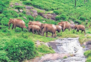 வால்பாறை முடீஸ் பகுதியில் உள்ள தேயிலை எஸ்டேட் வழியாக, பகல் நேரத்தில் இடம் ...