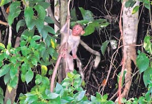 வனமே எங்கள் வீடு… எங்களுக்கு இல்லை எல்லை கோடு என துள்ளி விளையாடும் ...