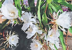 கோவை சிங்காநல்லூர்- வெள்ளலூர் பகுதியில் பூத்த பிரம்ம கமலம் பூ.