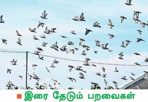 காய வைக்கப்பட்டுள்ள தானியங்களை உண்பதற்காக படையெடுத்து வரும் புறாக்கள் ...