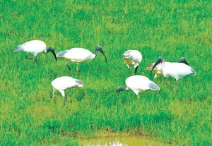 நீலகிரி மாவட்டம், பந்தலூர் பகுதி வயல்களில் காணப்பட்ட வெள்ளை அரிவாள் ...