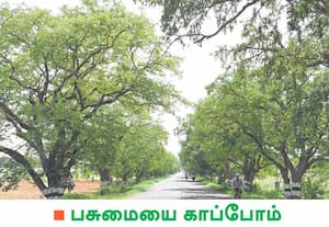 ரோட்டில் இருபுறமும் வளர்ந்து காணப்படும் புளியமரங்கள் காண்பதற்கு ...