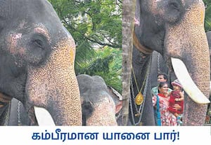 யானை பராமரிப்பு, பாதுகாப்பு மற்றும் கோவில் திருவிழாக்களில் அவற்றின் ...