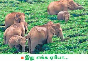 கோவை மாவட்டம் வால்பாறை அடுத்துள்ள சோலையாறு எஸ்டேட் பகுதியில் பகல் ...