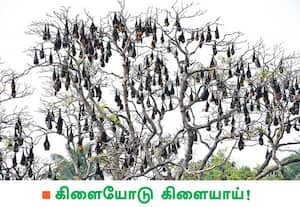 இலைகள் உதிர்ந்த மரத்தின் கிளைகளில் இரவில் இரை தேட சென்று, பகலில், ...