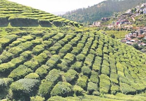 ஊட்டியில் பனிகாலம் துவங்கும் நிலையில், வேலிவியூ சாலையில் உள்ள தேயிலை ...