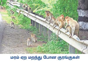 குரங்குகள் என்றாலே மரத்திற்கு மரம் தாவிச் சென்று, பழங்களை பறித்து ...
