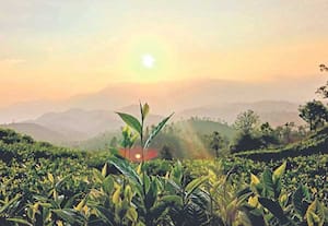 பந்தலூரில் அதிகாலை நேரத்தில் ஆதவனின் கதிர்கள் பட்ட போது, தங்க நிறத்தில் ...