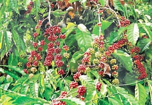 பந்தலூர் பகுதியில் சீசனுக்கு முன்பே பழுக்க துவங்கிய காபி கொட்டைகள், ...