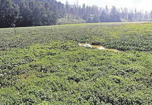 ஊட்டி காமராஜர் சாகர் அணையில் படர்ந்துள்ள ஆகாய தாமரையால், கோடை காலத்தில் ...