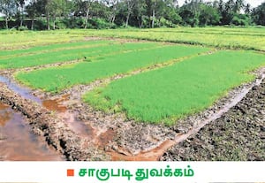 வயல்களில் நெல் நடவு செய்வதற்காக விவசாயிகள் நாற்றங்கால் அமைத்துள்ளனர். ...