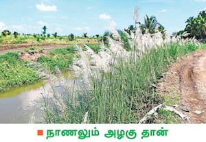 பாசனத்திற்காக தண்ணீர் செல்லும் அமராவதி கால்வாய் கரையில் வளர்ந்துள்ள ...