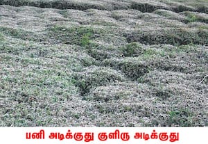 நீலகிரி மாவட்டம், குன்னூரில் பனியின் தாக்கம் அதிகரித்துள்ளதால், காலை ...