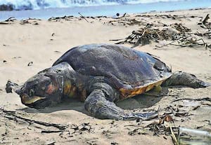 தமிழக கடலோர பகுதிகளில் கடந்தாண்டு ஆயிரக்கணக்கில் ஆமைகள் இறந்து கரை ...