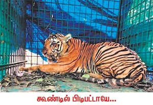 கேரள மாநிலம் வயநாடு பகுதியில் மனிதர்களை அச்சுறுத்தி வந்த 14 வயது ஆண் புலி ...