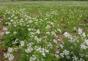 ராமநாதபுரம் மாவட்டம் உத்தரகோசமங்கை அருகே ஆனைகுடி பகுதியில் ...