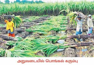 பொங்கல் பண்டிகையை முன்னிட்டு விழுப்புரம் மாவட்டம் பிடாகம் கிராம ...