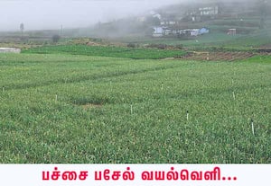 ஊட்டி அருகே குளிச்சோலை பகுதியில் பல ஏக்கர் பரப்பில், பனி காலத்திலும் ...