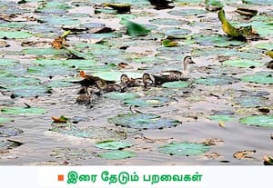 குளத்து நீரில் படர்ந்து காணப்படும் தாமரை இலைகளுக்கு நடுவே கூட்டணி ...