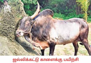 பொங்கல் பண்டிகையையொட்டி ஜல்லிக்கட்டு போட்டிகள் துவங்கி உள்ளன. ...