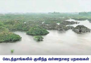  வேடந்தாங்கல் சரணாலய ஏரியில் உள்ள நீர்கடம்ப மரங்களில் அமர்ந்துள்ள ...