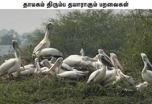 திருநெல்வேலி மாவட்டத்தில் கூத்தன்குளம் பறவைகள் சரணாலயம் பக்கம் ...