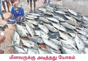 ஓடைமா நகர் குப்பம் பகுதி மீனவரின் வலையில், பல ஆண்டுகளுக்கு பின் 1 டன் ...