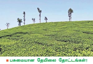 வால்பாறையில் சிதோஷ்ண நிலை மாற்றத்தால் காலையில் பனிமூட்டமும், மதியம் ...