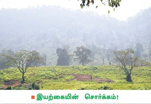 காலை நேர பனி பொழிவுடன் வனத்தின் செழிப்பு பிரதிபலிக்கிறது. இடம்: ...