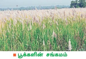  விவசாயிகள் பயிரிட்டுள்ள கரும்பில் பூக்கள் பூத்துள்ளது காண்பதற்கு ...