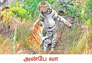 மஹாராஷ்டிரா மாநிலம் நாக்பூர் மாவட்டத்தில் உள்ள பெஞ்ச் புலிகள் ...