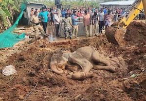 கோவை, பேரூர் அருகே விவசாயப் பயிர்களை சேதப்படுத்தி வந்த ஒற்றைக் காட்டு ...