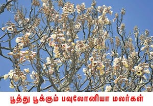 ஊட்டி தாவரவியல் பூங்காவில் பனி காலத்தில் மட்டும் பூக்கும் பவுலோனியா ...