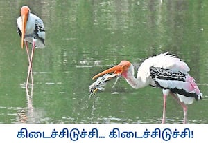 சென்னை அடையாறு ஆற்றின் கரையோரம் தேங்கிய நீரில் காத்திருந்து, போட்டி ...