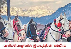 ஹிமாச்சல பிரதேசத்தின் சிம்லாவில் சமீபத்தில் நிலவிய கடும் ...